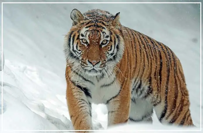 International Tiger Day 2019 पर नरेंद्र मोदी ने जारी की बाघों की कुल संख्या की ताजा रिपोर्ट