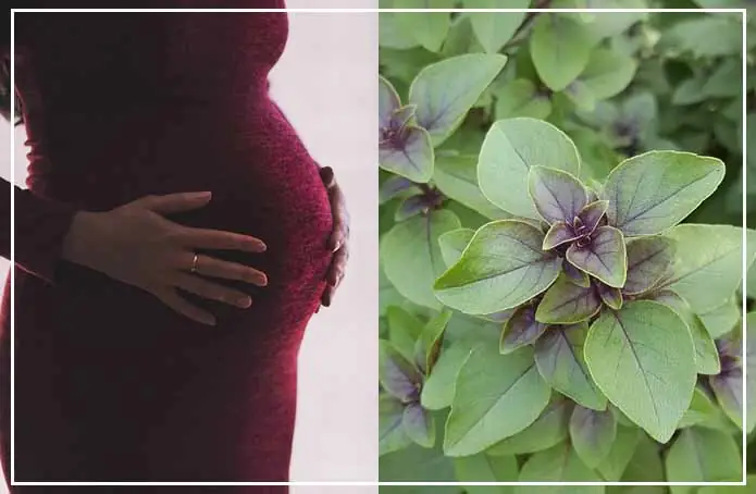 Benefits of Tulsi for Pregnancy - तुलसी के पत्तों के सेवन से गर्भवती महिलाओं को मिलते है ये चमत्कारी लाभ